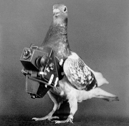 Pigeon-fitted-with-a-came-001.jpg
